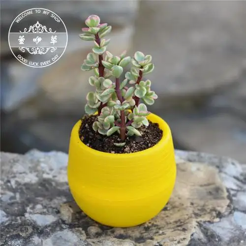 yellow Прекрасные красочные мини горшечные растения для офиса украшения цветочные горшки плантаторы для суккулентов домашние травы садовые аксессуары для дома - Цвет: yellow