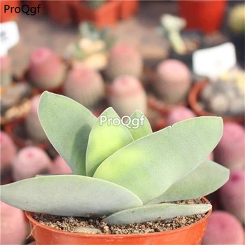 

Ngryise 2Pcs A Set Crassula muscosa