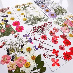 Несколько красивых реальных прессованных цветов сухоцветы для художественного ремесла Скрапбукинг смолы ювелирных изделий ремесло