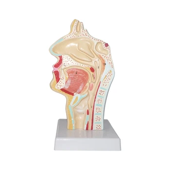 

Median Sagittal Section Of Human Nasal Cavity Anatomical Model