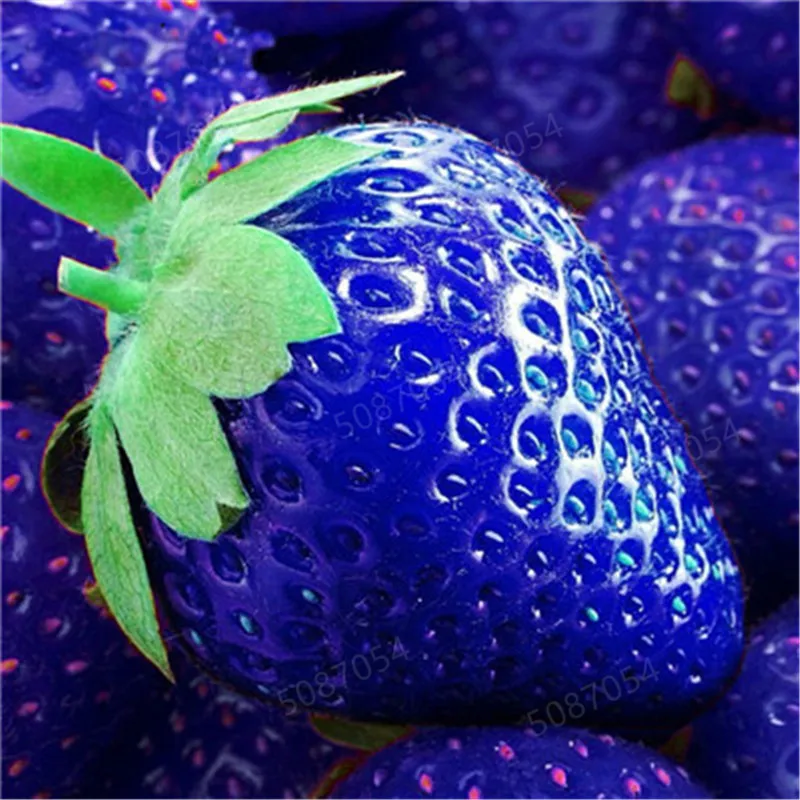 

200 Pcs Giant Japan Strawberry bonsais Giant Blue Strawberry Organic bonsais Garden Succulent Plants Free Shipping