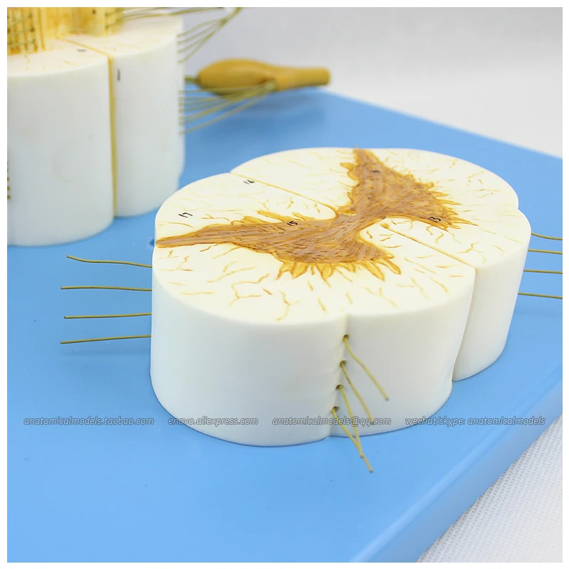 CMAM/12397 Spinal Cord with Nerve Branches 5x Medical Backbone Anatomical Human Model | Канцтовары для офиса и дома