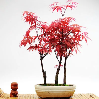 maple (3)