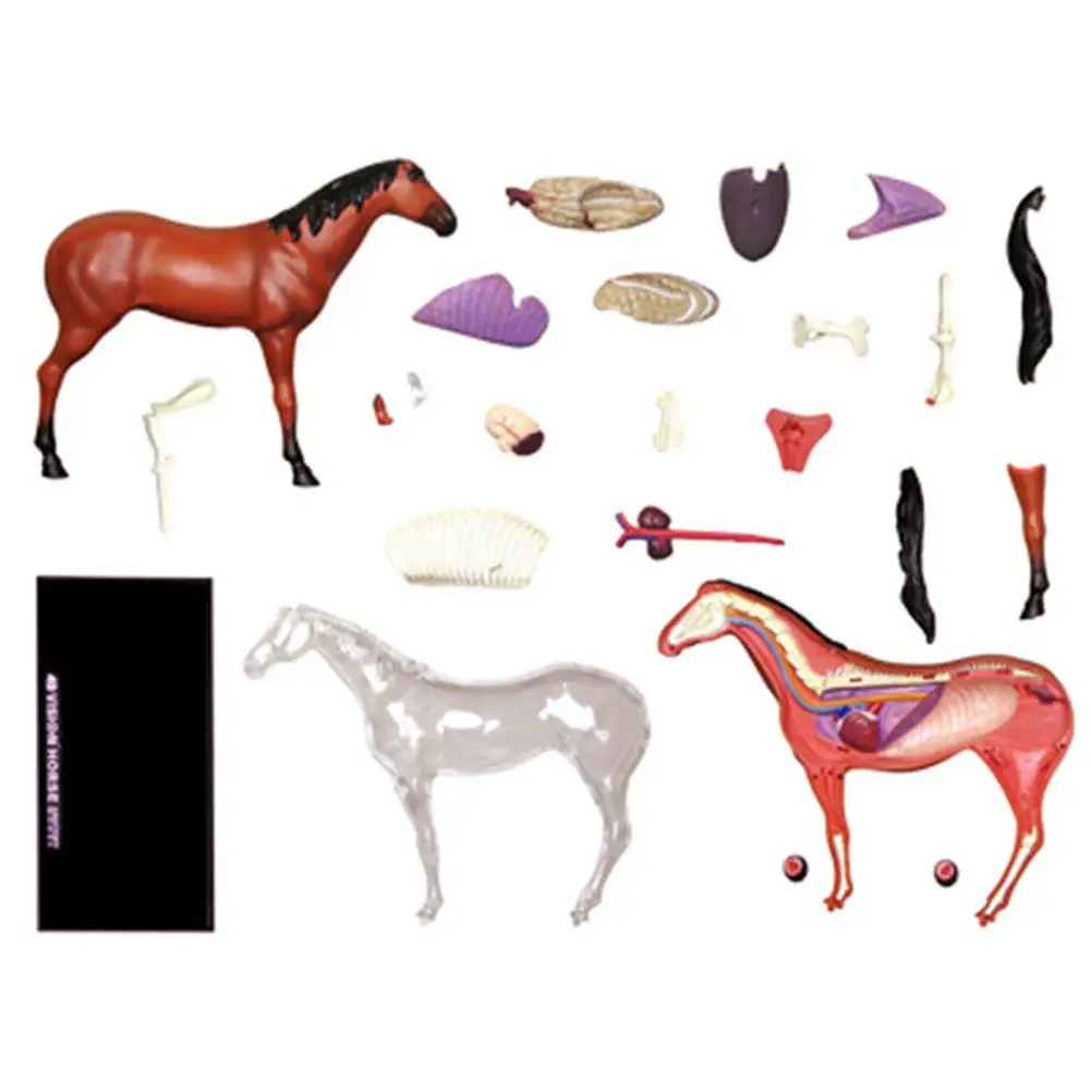  4D Horse Intelligence Assembling Toy Animal Organ Anatomy Model Medical Teaching DIY Popular Scienc - 4000469912607