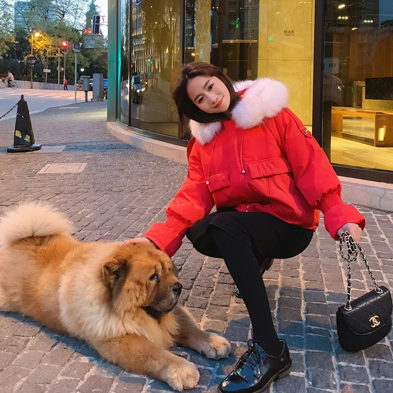

Photo Shoot Cotton Coat Women's 2019 Winter New Style CHIC Korean-style Loose-Fit Short Cotton-padded Clothes Women's Best Frien