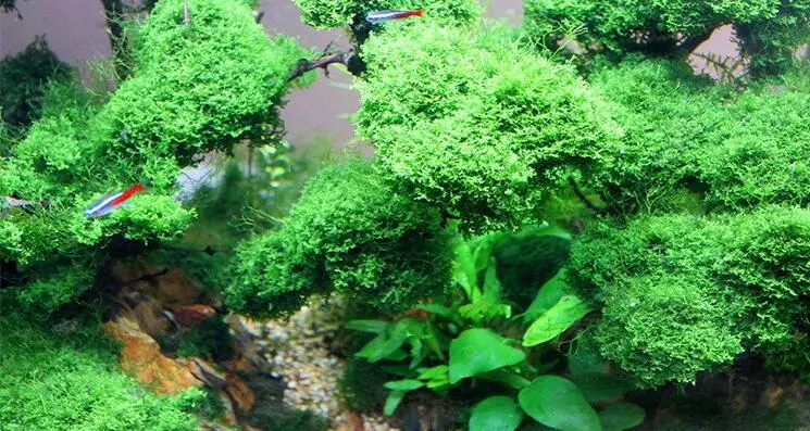 鱼缸消毒杀菌灯12