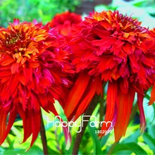 100 шт./упак. срок! эхинацеи растения-Горячая папайи-олень устойчивые многолетние бонсай растения DIY Цветы для дома, сада растений