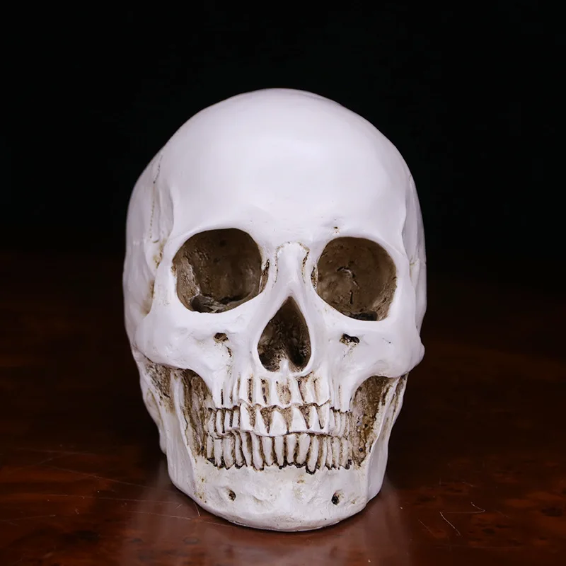 

Size 1:1 Statues Sculptures Resin Halloween Home Decor Decorative Craft Skull Model Life Replica Medical High Quality Toy