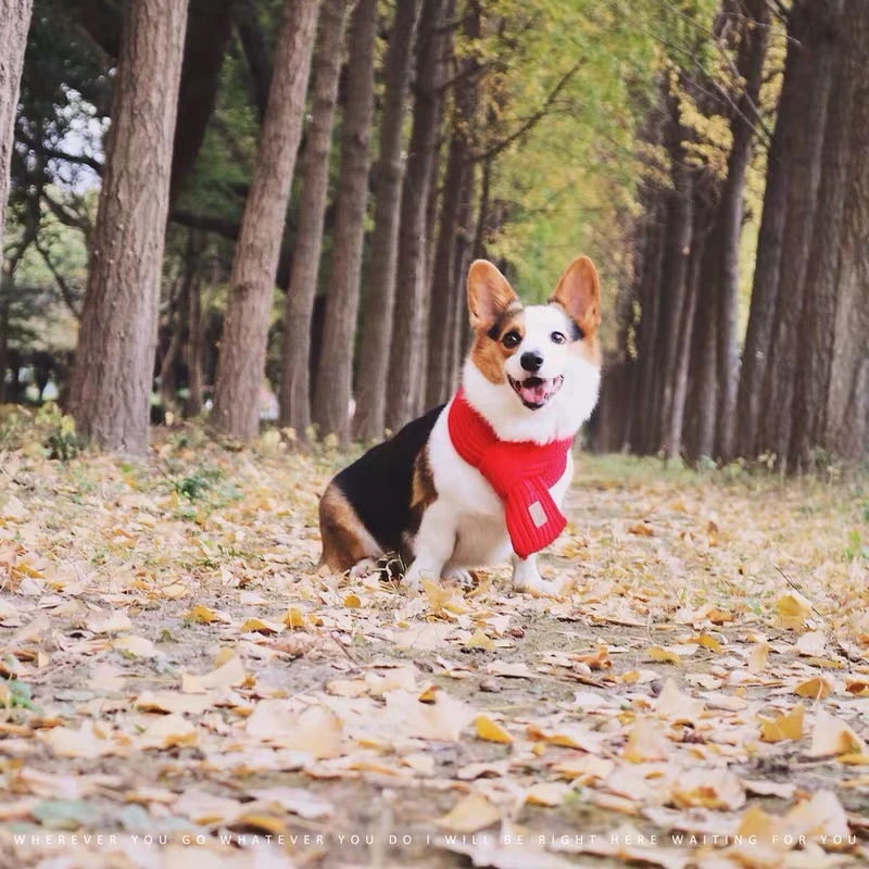 微信图片_20200111194615