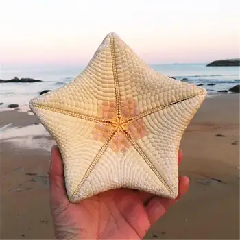 

15-17cm natural conch shells starfish gifts Mediterranean style home wedding gift ornaments dried starfish large starfish