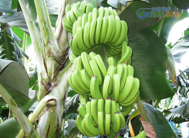 100 шт./пакет импортные типа "банан" карликовые деревья, молочный вкус садовые растения, красивые вкусные фрукты flores