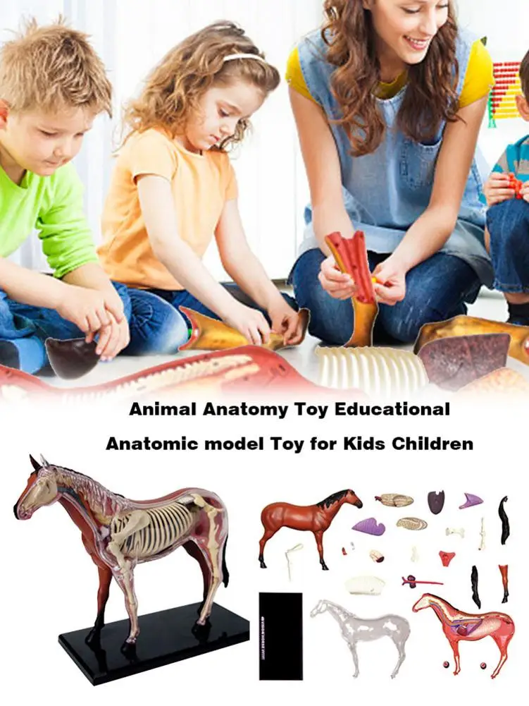  4D Horse Intelligence Assembling Toy Animal Organ Anatomy Model Medical Teaching DIY Popular Scienc - 4000469912607