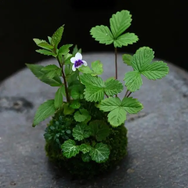 Kokedama Moha Golyók Japán Mohás Golyó Bonsai Személyre Szabott Virág Edény Kis Szellőztető Az Orchidea Számára - Image 2