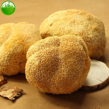 Hericium Erinaceus Dried Lion's Mane Mushroom Monkey Mushroom 1 Hericium Erinaceus Dried Lion's Mane Mushroom Monkey Mushroom