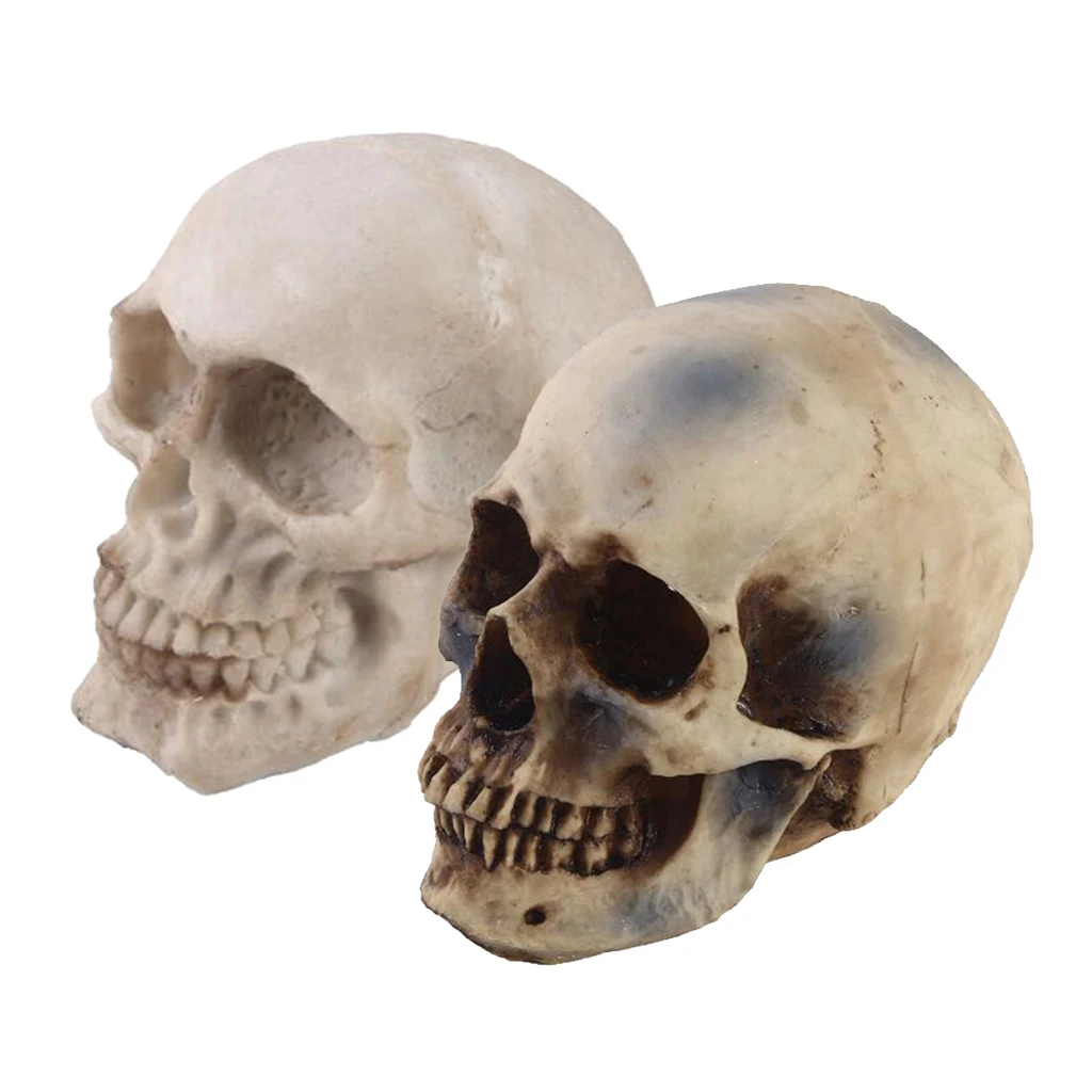 2pcs Realistic Replica Human Skull Resin Skull Skeleton Head 