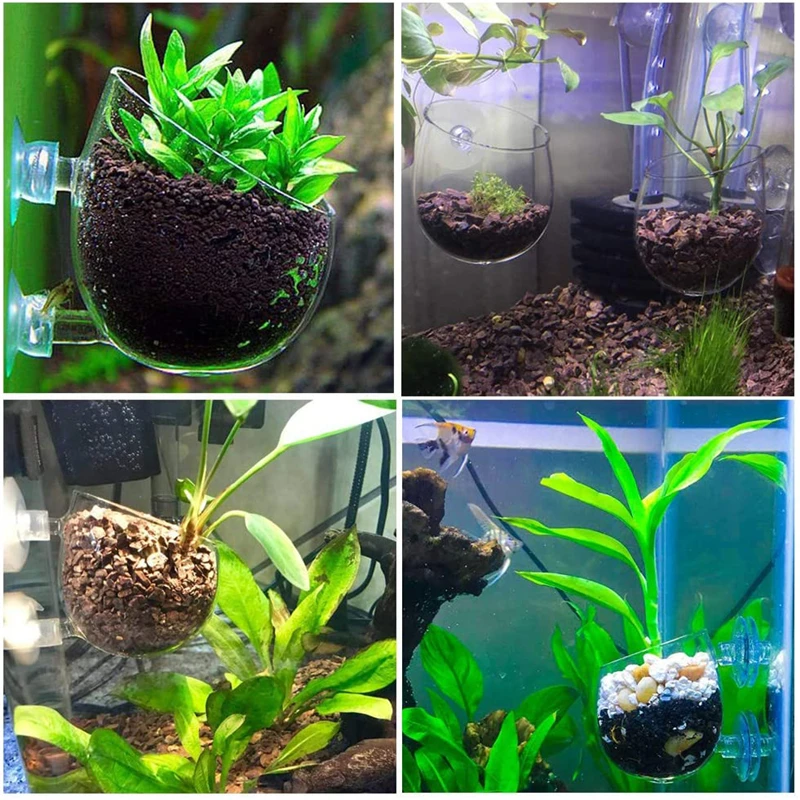 Pot à plantes d'aquarium, tasse cylindrique en verre avec ventouses pour  cultiver des graines de plantes aquatiques, mousse de corail, accessoire de  décoration pour Aquarium - AliExpress