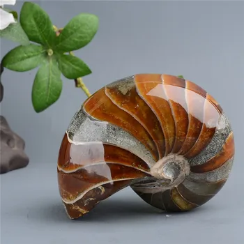 

1pc Natural Shell and Nautilus Conch Minerals from Chrysanthemum Fossil Specimens