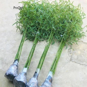 

Prodgf 5Pcs A Set Green Bamboo Tree Green Bamboo Tree