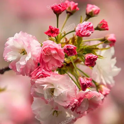 15 шт./пакет, редкие Sakura flores, Вишневое дерево растения, в японском стиле, большая сорта бонсай растения для дома и сада - Цвет: 4