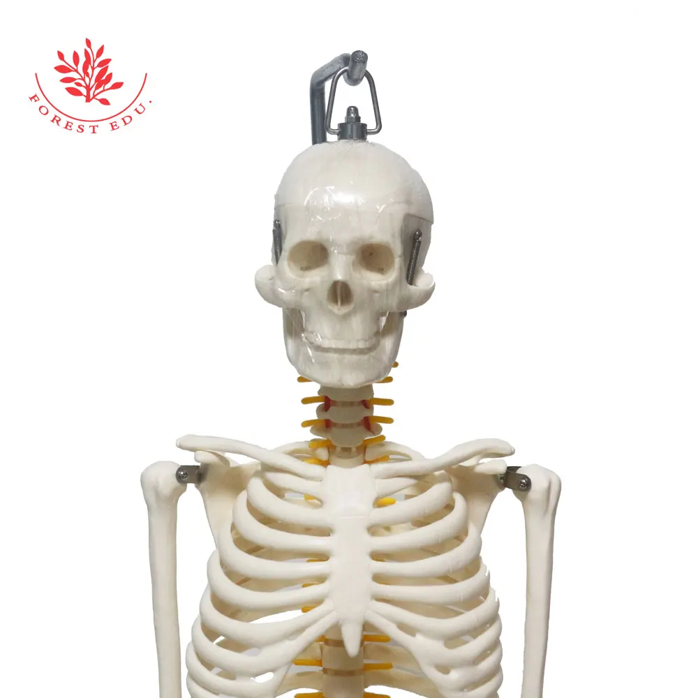 Medical Science FRT006 Half Life Size 85cm Skeleton Hanging Type With Spinal Nerves & Carotid Artery Scientific