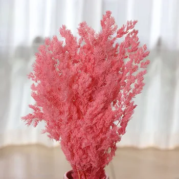 

Eternal Life Penglai Pine MORI Series Floral Christmas Decoration Literature and Art Props Holiday Gifts Freshness Penglai Pine