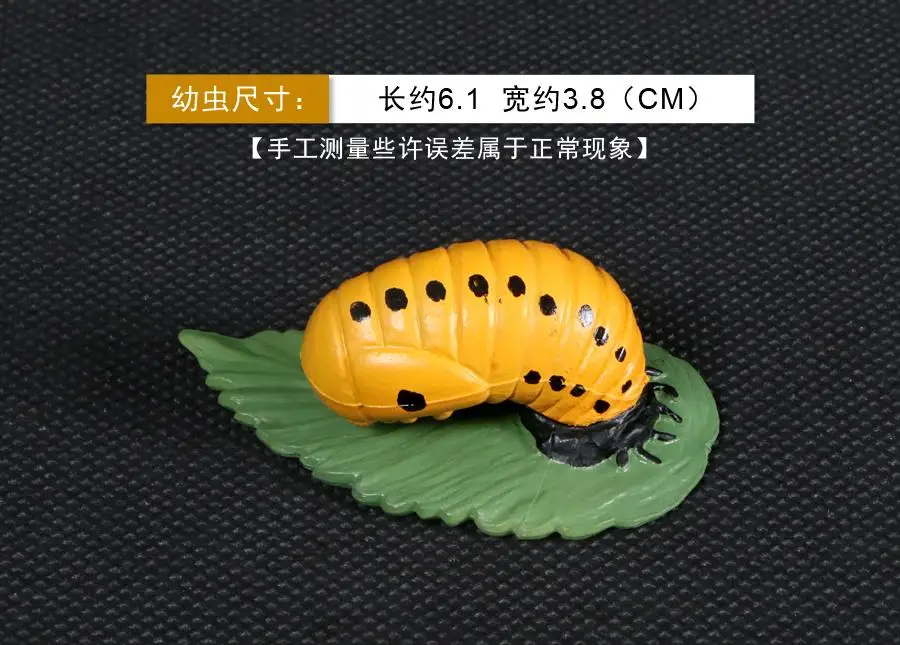 幼虫
