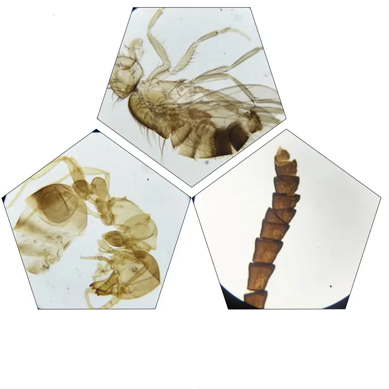 25 шт готовых насекомых Комаров дома пчелы бабочки соломинки образец Scetion микроскоп слайды для биологии исследования