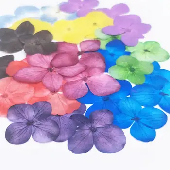 

12PCS Dried Flowers Pressed Flowers Natural Hydrangea Dried Flowers DIY Flowers for Art Craft