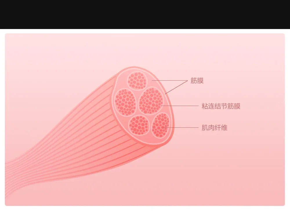 Xiaomi Momoda Muscle Deep Relaxation Body Electric Massager  (3)