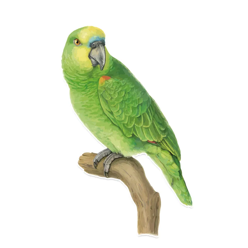 

Interesting Unique Green Parrot In Car Sticker Motorcycle Decals Windshield Vinyl Cover Scratches Waterproof PVC