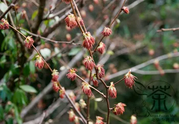 

Euptelea Pleiosperma Euptelea Davidiana Ling-Chun-Mu