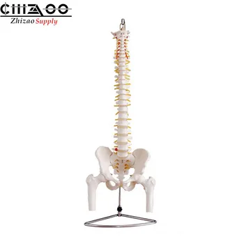 

Life-Size Vertebral Column Spinal Model with Pelvis and Femur Heads