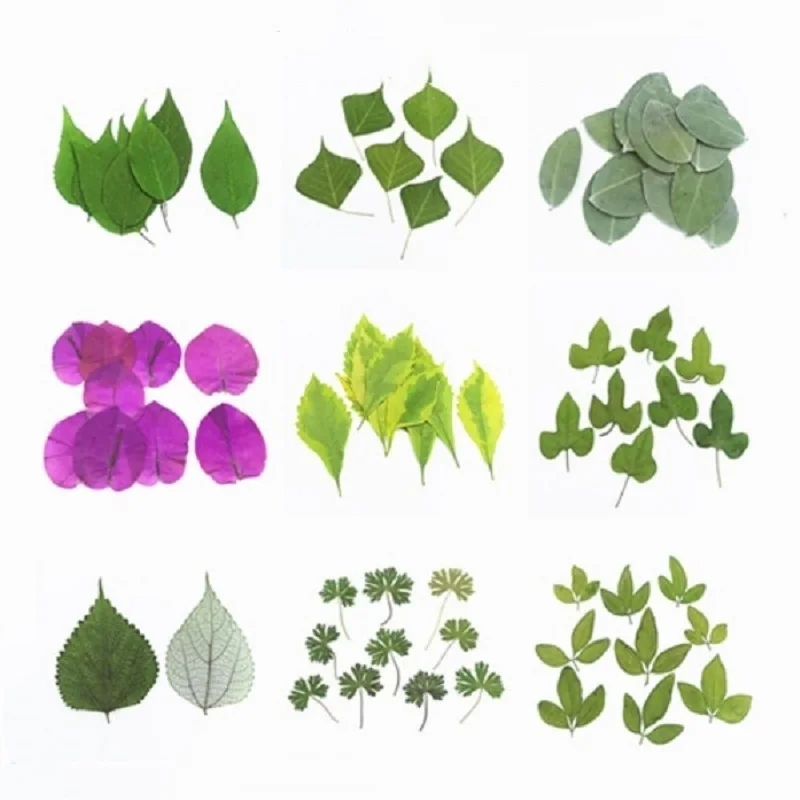 

12pcs Pressed Dried Flower Natural Leaf Handmade Herbarium For Bookmar Epoxy Resin Jewelry Making Makeup Face Nail Art Craft DIY