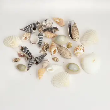 

Doreen Box Shell Resin Jewelry Craft Filling Material At Random Conch/ Sea Snail DIY 3.2cm x 1.4cm - 0.8cm x 0.7cm, 2 Packets