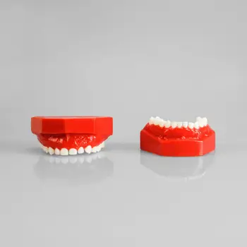

5Pis Dental Study Model Children Kids Primary Teeth Full Denture Student Demonstrate Upper Lower Jaw Fixed Teeth