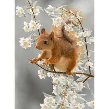 

Pear flower And Squirrel Diy 5D Diamond Painting Full Drill Kit Home Decor