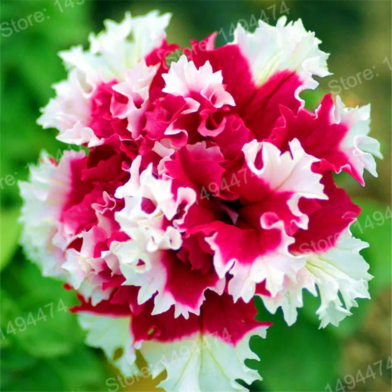 100pcs/bag mixed color flower flores Petunias plantas Frills and Spills Anna Petunia Flower plante bonsai plant for home garden