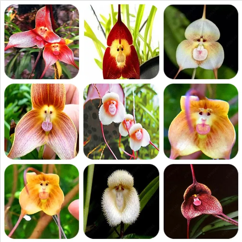 

100 Pcs 10 kinds Cute Monkey Face Orchid Bonsai Monkey Orchid Bonsai Plants Flowers Bonsai For Home Garden