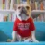 Письмо Печатных Французский Бульдог Рубашка Уютный Хлопок Стрейч Pet Одежда Для Собак для Чихуахуа Лето Мопс Футболки Йоркширский Кот Одежда