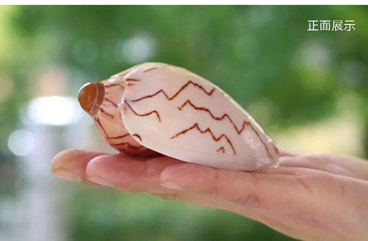 Scenic Conch Shell Conch Micro-Scenic DIY Mediterranean Drifting Bottle Platform Tank Aquarium Landscape Decoration Ornaments
