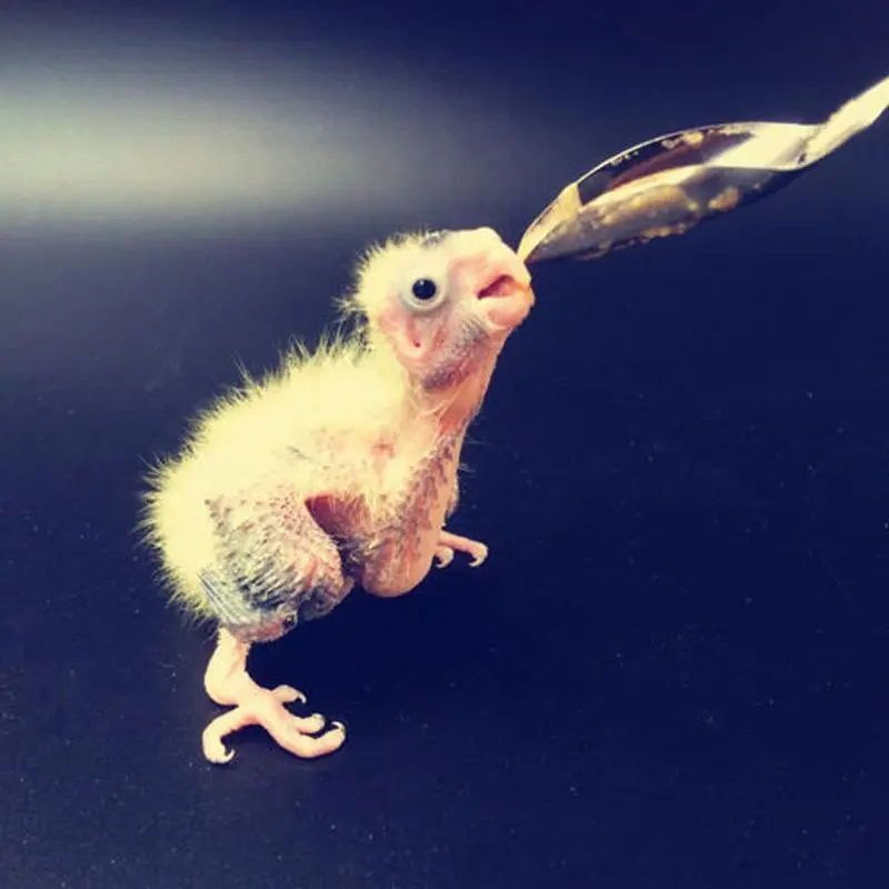 5 Pcs Baby Bird Pointed Feeding Spoon Stainless Steel Milk Medicine Parrot Feeder for All Baby Bird Peony Cockatiel