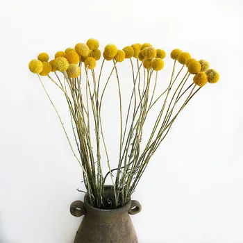 

Natural Fresh Dried Craspedia globosa Flower Bouquets, Dried Plant Bunch Billy buttons Golden Sphere Floral For Home Decor Gifts