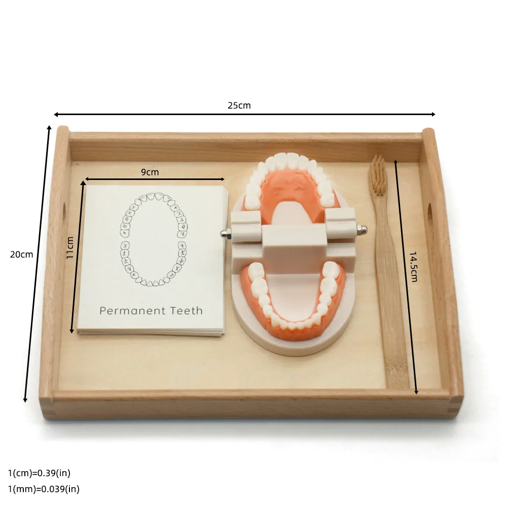 

Toddler Wooden Simulated Tooth Toy Baby Learn to Brushing Tooth Teaching Aids Bamboo Brush Tray Kid Montessori Education Toy Set