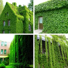 Цветок бонсай партеноцисс skgs партеноцисс Флорес листва садовые цветы, растения в помещении-20 плантас