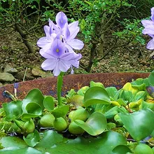 100 шт Свежие настоящие shuihulu Oo-Eichhornia crassilpes водные