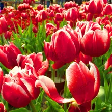 120 шт./лот тюльпан бонсай цветы для дома Свадебные Декоративные цветы Домашнее украшение тюльпан цветок,#6G8JE8