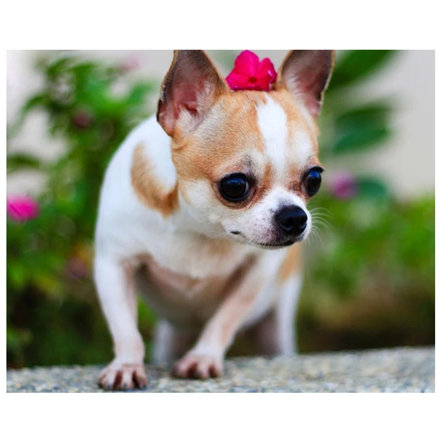 5D diy diamond painting,Animal Chihuahua dog diamond embroidery mosaic cross stitch kit wall decor,christmas decoration for home