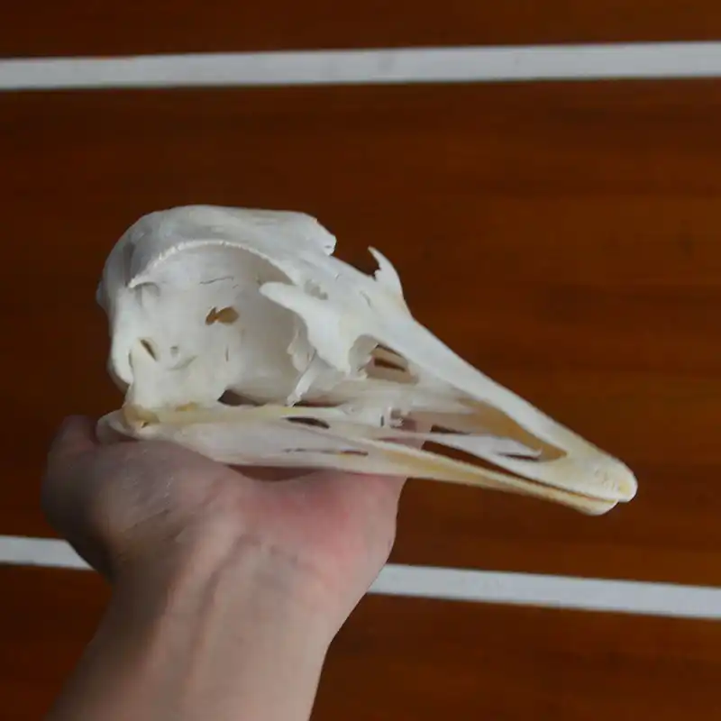 1個ダチョウ頭蓋骨標本コレクション動物剥製 Aliexpress
