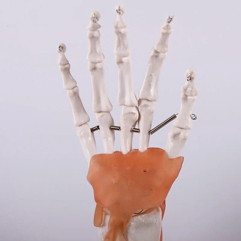 Medical Science Education Student Training Tools Advanced PVC Natural Size Hand Joint Model with Ligament BIX-A1030