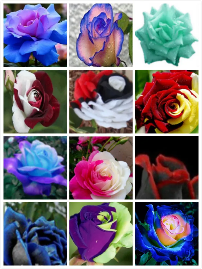 

Selected Rose Seeds Colored Rose Seeds Multi-Colored Roses 100 Seeds